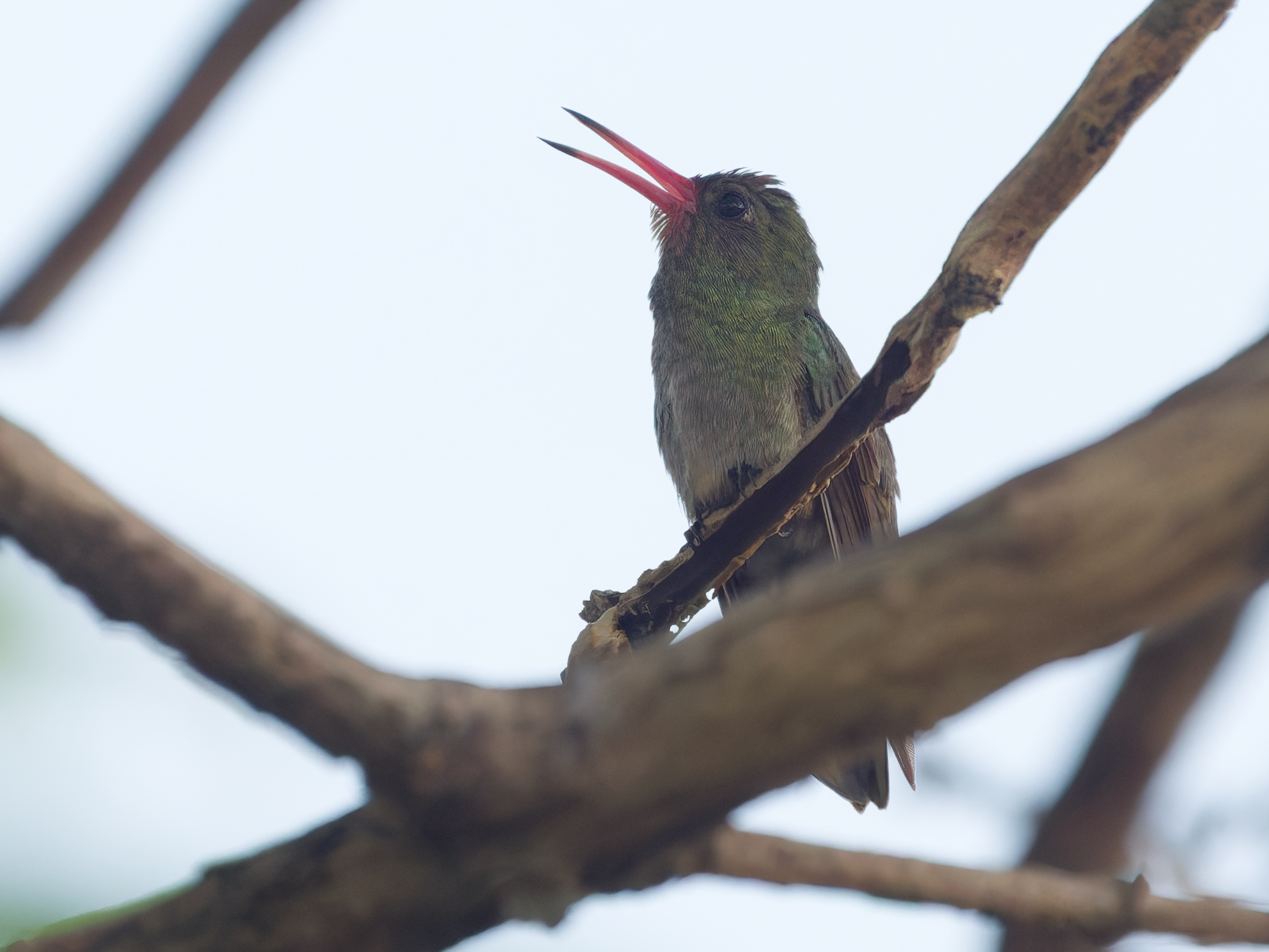 Click to open Dag 16: De laatste Pantanal dag